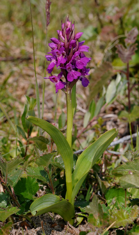 Dactyorhiza pratermissa x coccinea.jpg