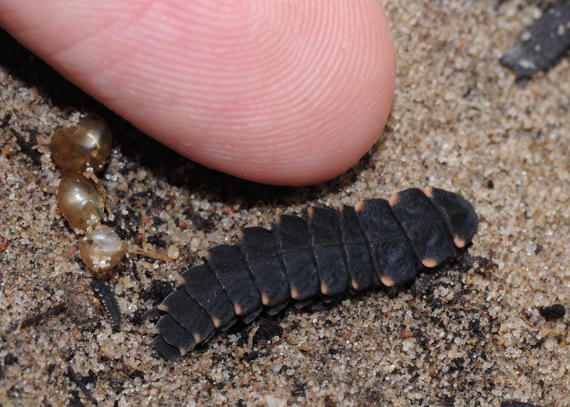 Glowworm. Larvae one year old and two newborn.