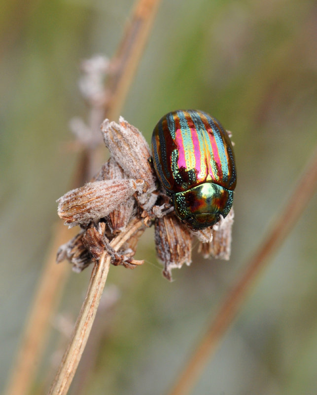 Chrysolina americana