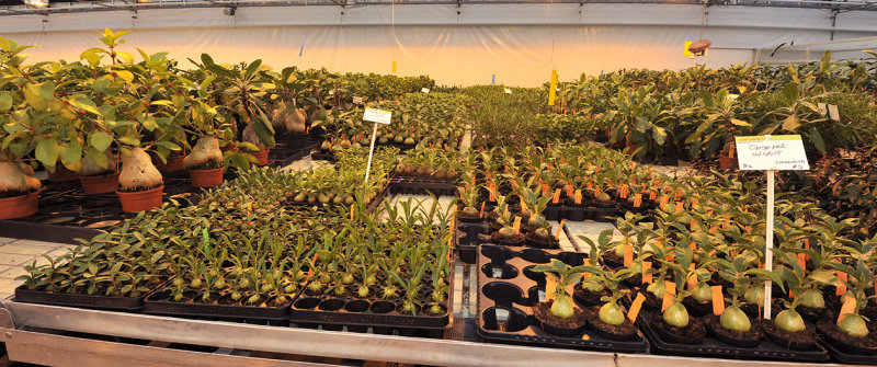 antplants.jpg