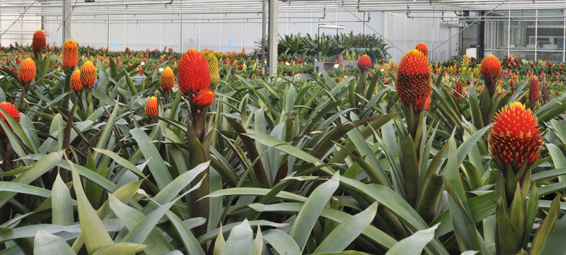 Guzmania conifera.jpg