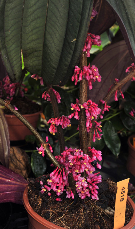 Medinilla.jpg