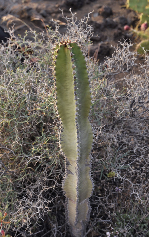 Euphorbia canariensis