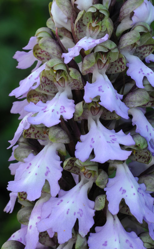 Himantoglossum metlesicsianum. Closer.