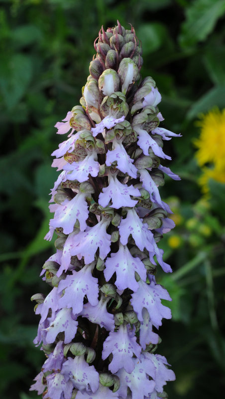 Himantoglossum metlesicsianum. Closer.