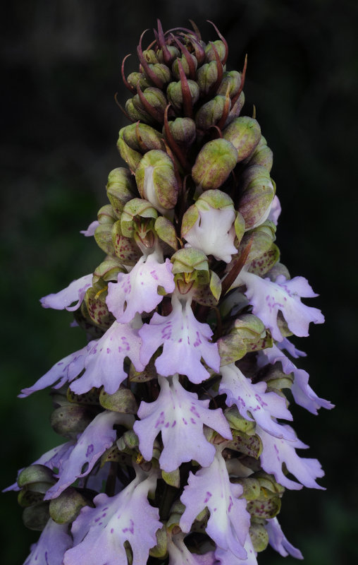 Himantoglossum metlesicsianum. Closer.
