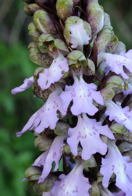 Himantoglossum metlesicsianum. Close-up.