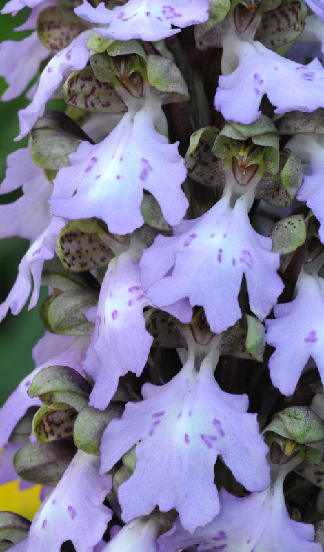Himantoglossum metlesicsianum. Close-up.