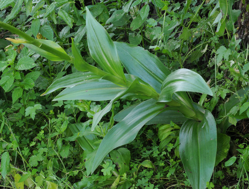 Himantoglossum metlesicsianum. Foliage.
