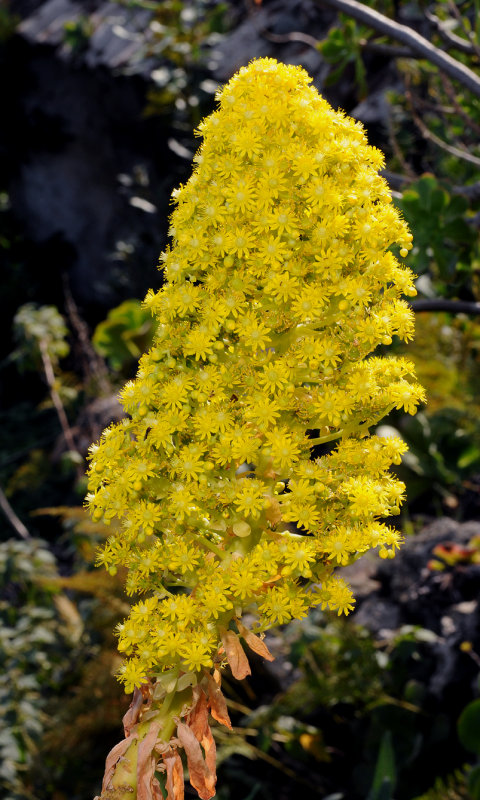 Aeonium arboreum subsp. holochrysum. Closer.