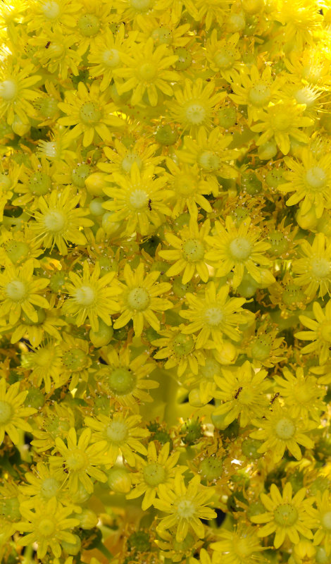 Aeonium arboreum subsp. holochrysum. Close-up.