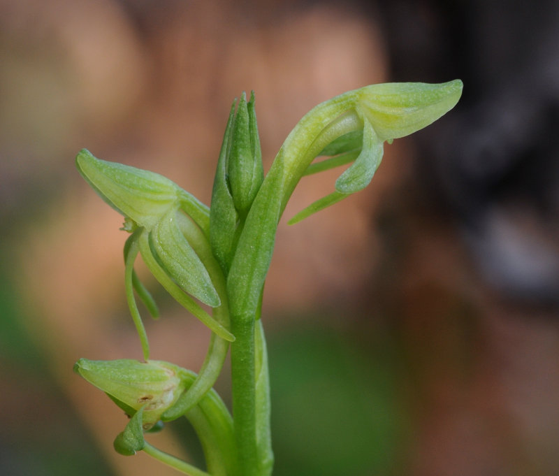 Habenaria tridactylites. Closer side.