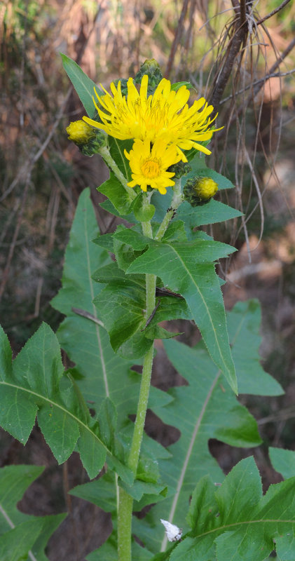 Sonchus congestus. Closer.