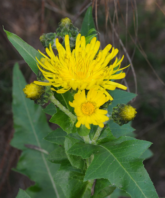Sonchus congestus. Close-up.