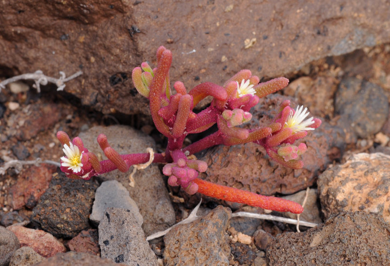 Mesembryanthemum nodiflorum.