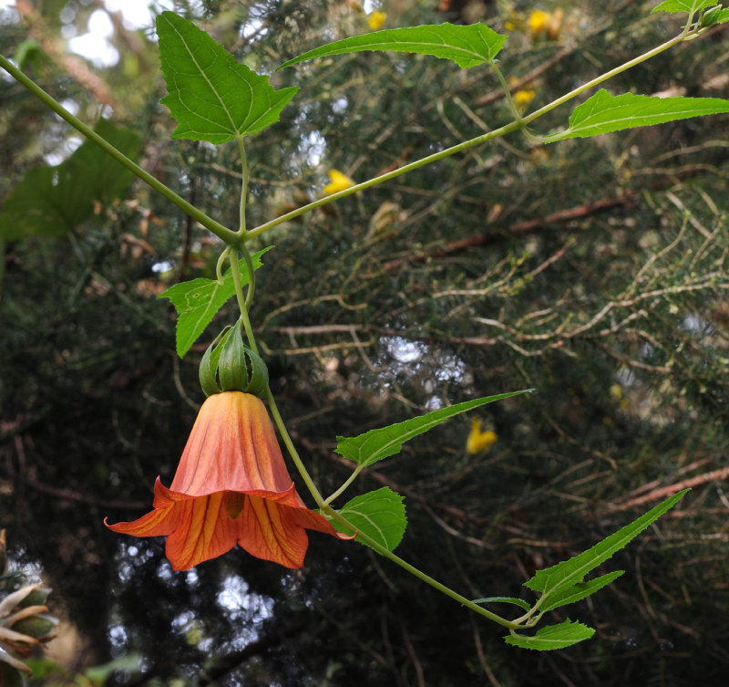 Canarina canariensis