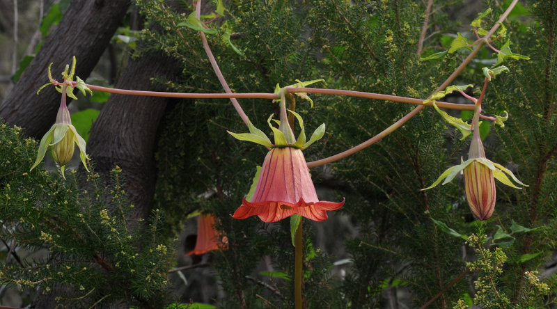 Canarina canariensis. Closer.