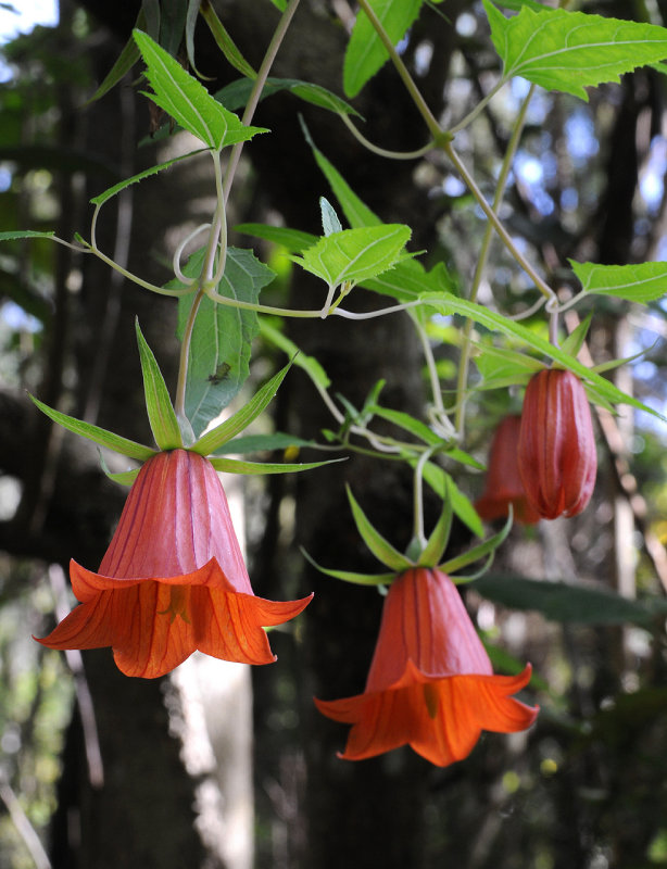 Canarina canariensis. Closer.