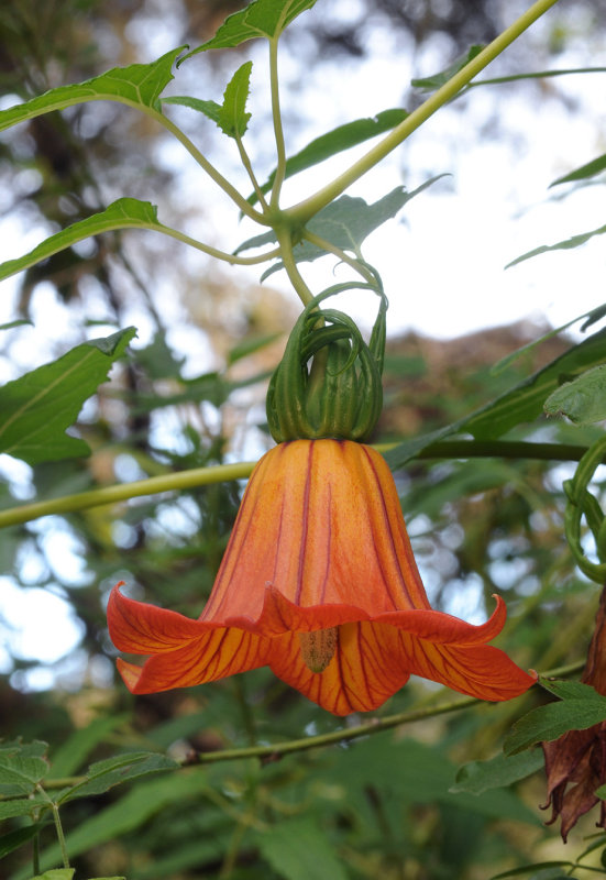 Canarina canariensis. Close-up side.