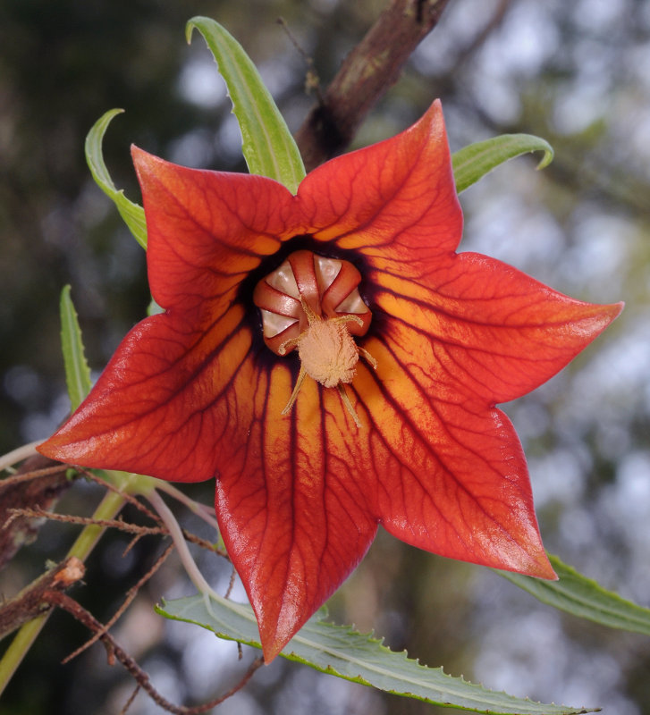 Canarina canariensis. Close-up.