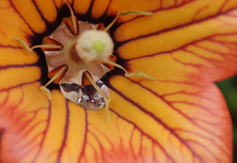 Canarina canariensis nectar.