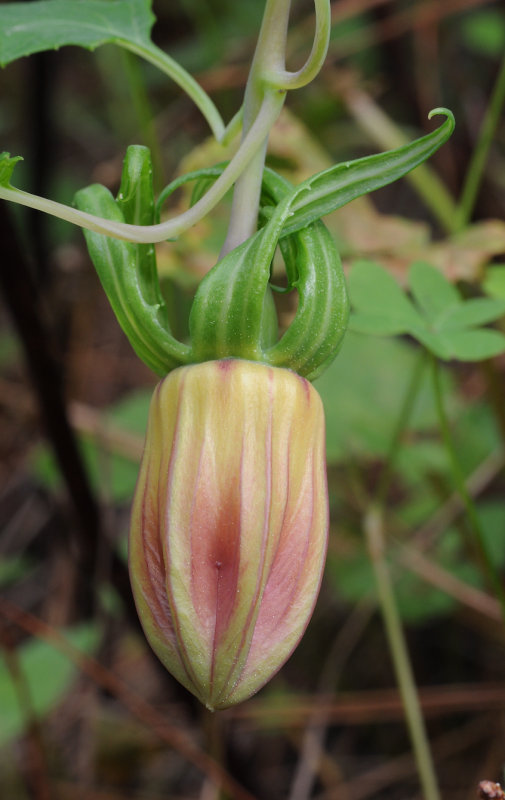 Canarina canariensis. Bud.