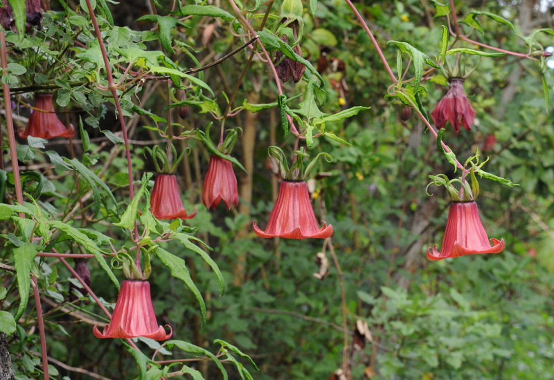 Canarina canariensis. Closer.