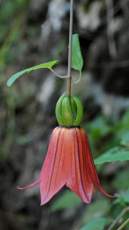 Canarina canariensis. Closer.
