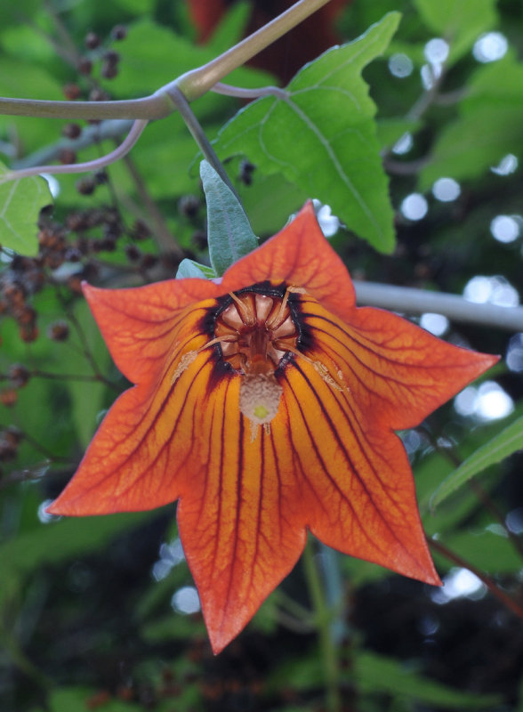Canarina canariensis. Close-up.
