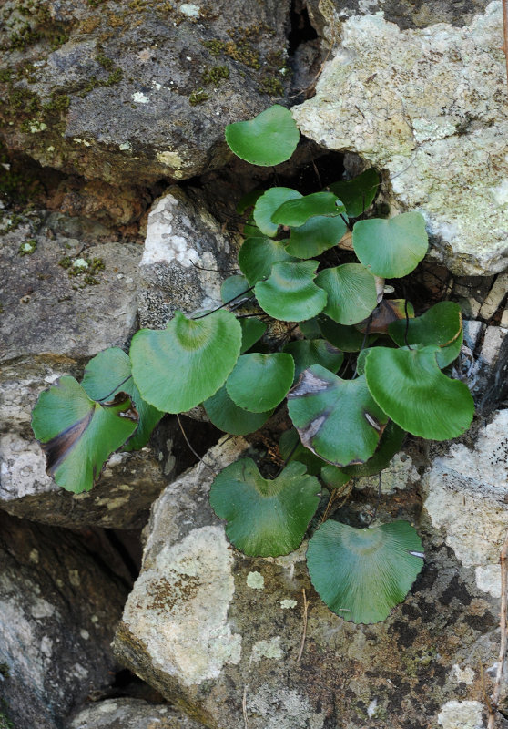 Adiantum reniforme