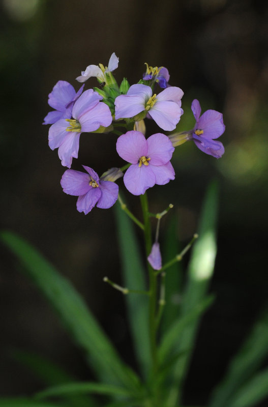 Erysimum bicolor. Close-up.