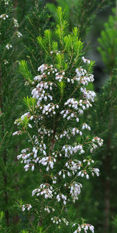 Erica arborea
