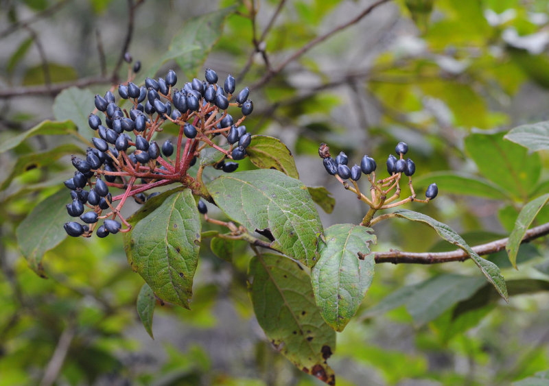 Viburnum rigidum