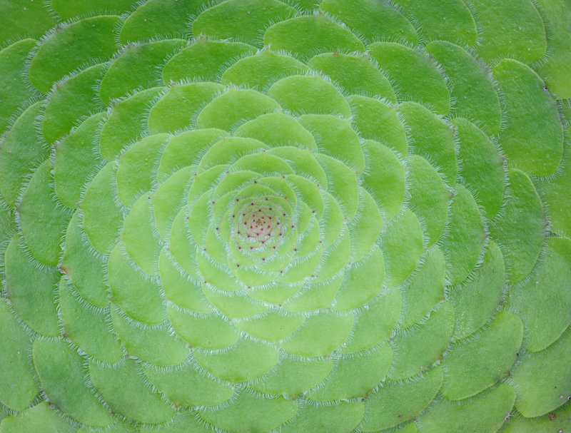 Aeonium tabuliforme. Close-up.