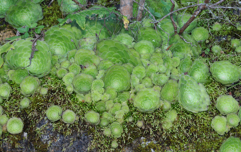 Aeonium tabuliforme