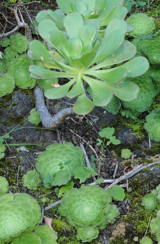 Aeonium tabuliforme 