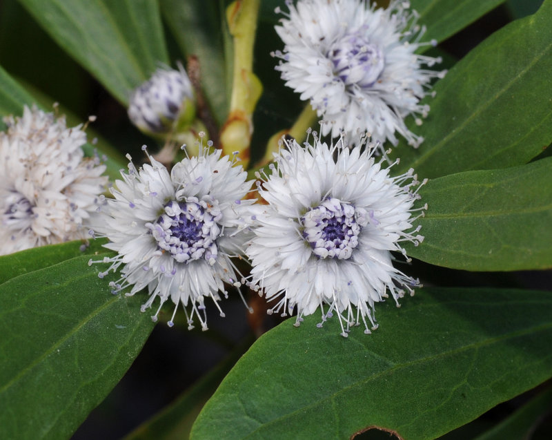Globularia salicina. Close-up.