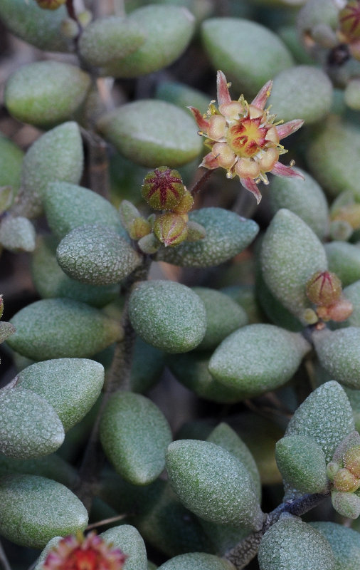 Monanthes laxiflora. Closer.