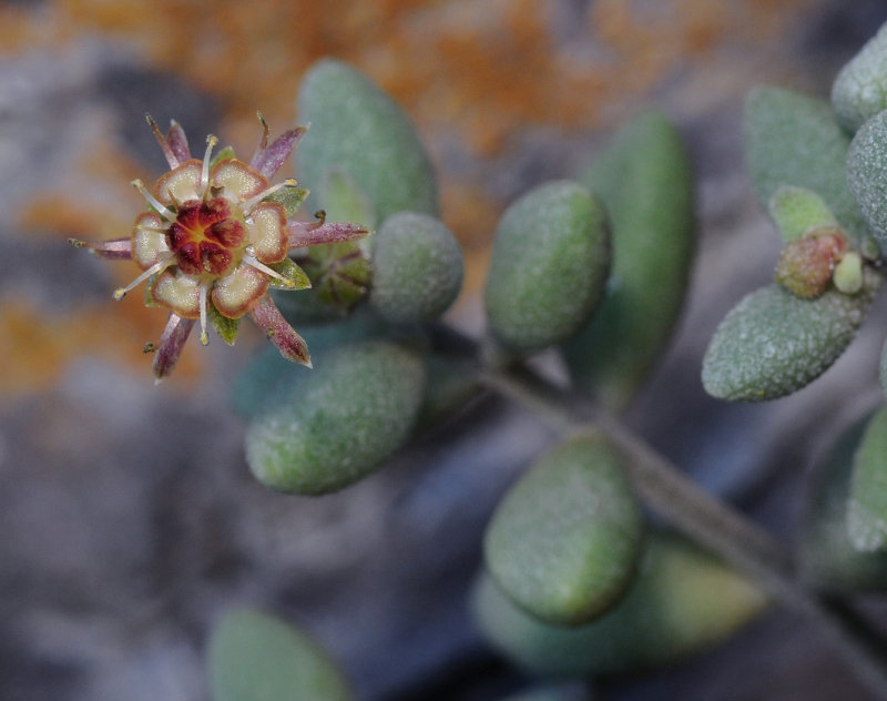 Monanthes laxiflora. Close-up.