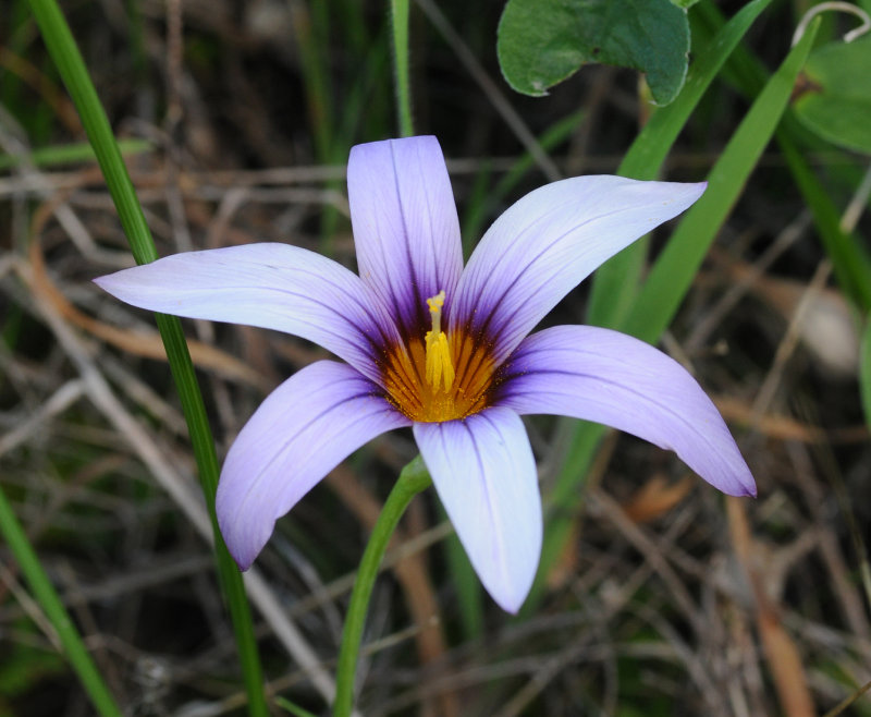 Romulea columnae subsp. grandiscapa. Close-up.