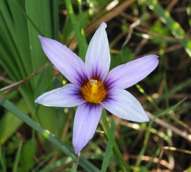 Romulea columnae subsp. grandiscapa. Close-up.