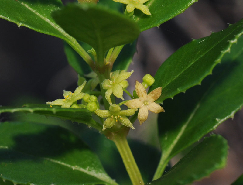 Rubia fruticosa. Close-up.
