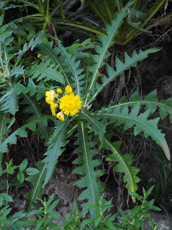 Sonchus congestus