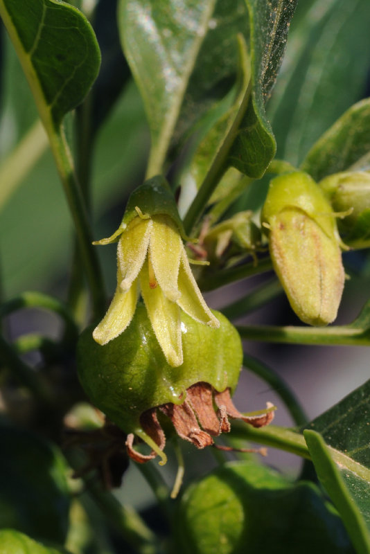 Withania aristata. Close-up.