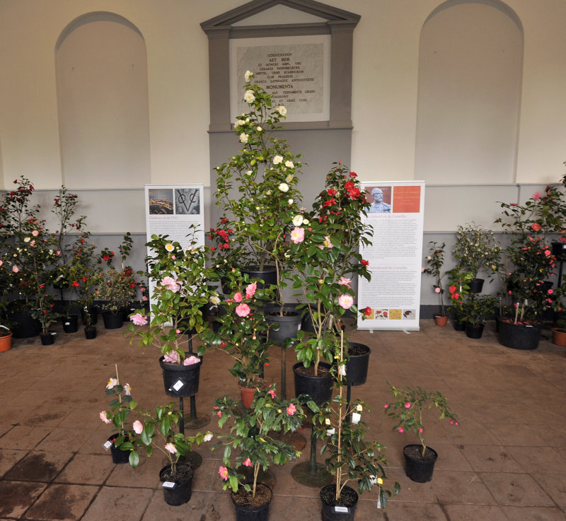 Camellia show 2016.2.jpg