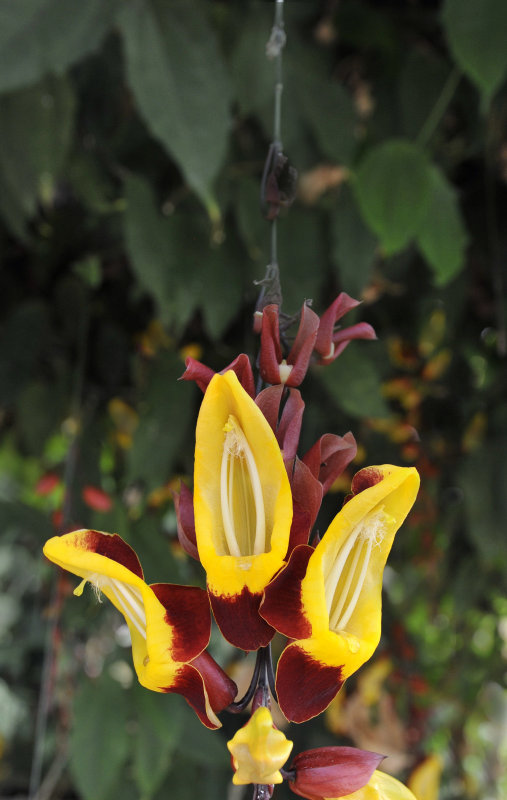 Hortus cover 2.jpg