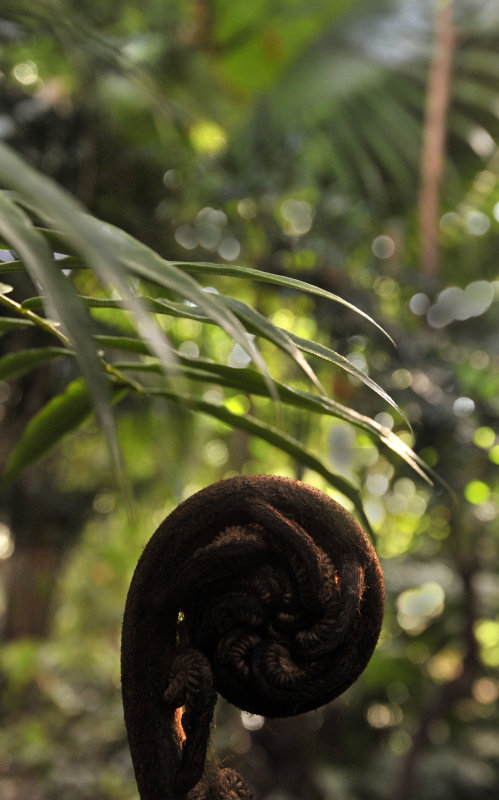 Hortus cover 5.jpg