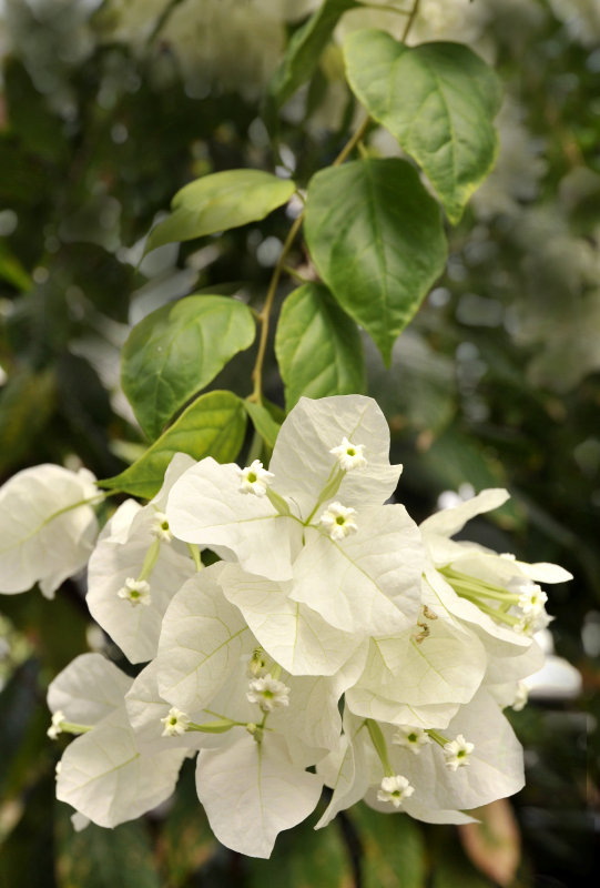 Hortus cover 6.jpg
