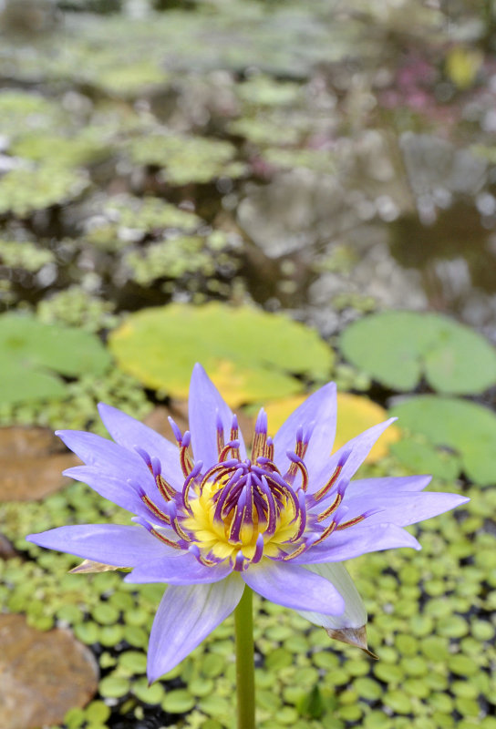 Hortus cover 7.jpg