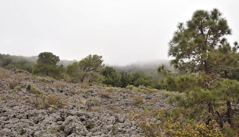 Young pine forest on lava field.